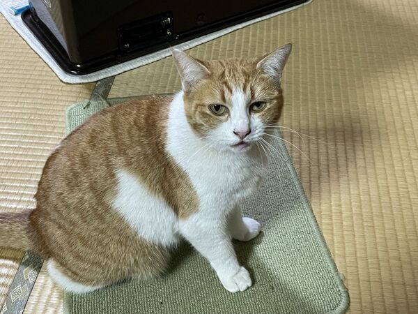 シャッターを切り続けて出会えた1枚　猫の姿に「最高の瞬間」「一生の宝物」【猫の衝撃ショット4選】
