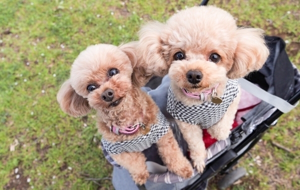 「二人三脚してる！？」　トイプードル2匹の散歩姿に「完璧すぎ」「笑った」【個性豊かな犬4選】