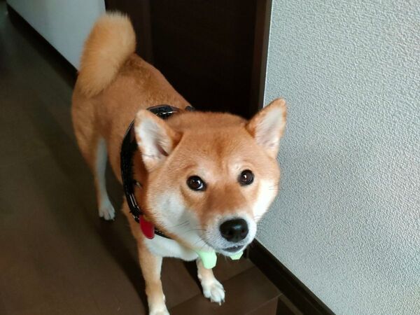 散歩好きな柴犬が突然拒否！　隠れた場所に「天才か」「癒やされた」【犬の日常4選】