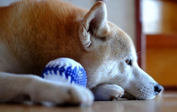 散歩好きな柴犬が突然拒否！　隠れた場所に「天才か」「癒やされた」【犬の日常4選】