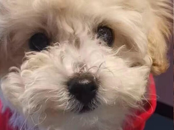 愛犬の毛を「少しだけ切りそろえてください」とお願いしたら？　トリマーが張り切り過ぎた結果が…