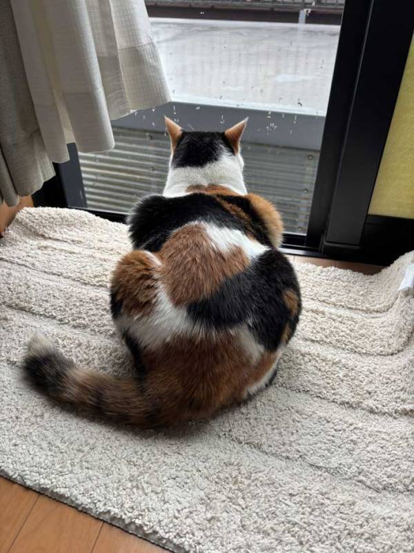 マッチョな背中…！　窓の外を見る猫に「後ろ姿がかっこいい」「負けた」