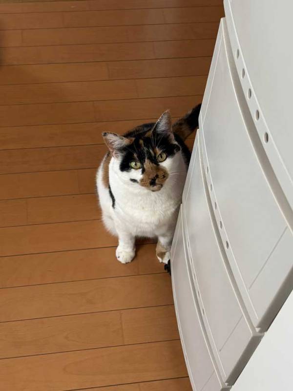 マッチョな背中…！　窓の外を見る猫に「後ろ姿がかっこいい」「負けた」