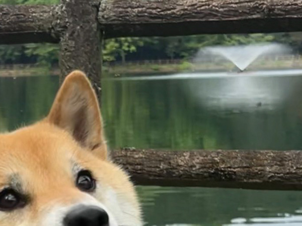 「吹いた」「まさに奇跡の瞬間」　噴水を撮影した飼い主、すると柴犬が…