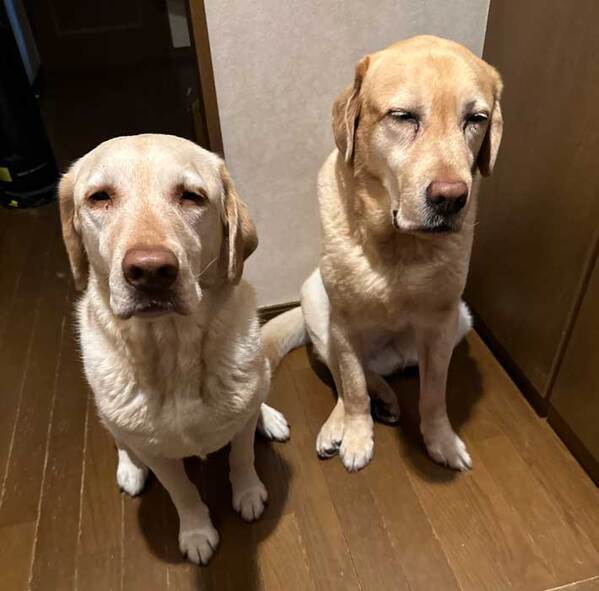 午前3時、眠い目をこすりながら…　飼い主を見送る2匹の愛犬に、心が温まる