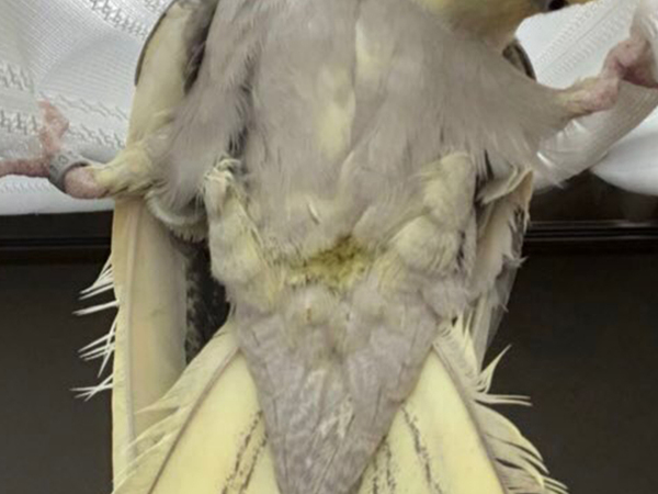 カーテンにしがみ付くペット　飼い主がとらえた光景に「ホラー映画かな？」「もはや新種の生き物でしょ」