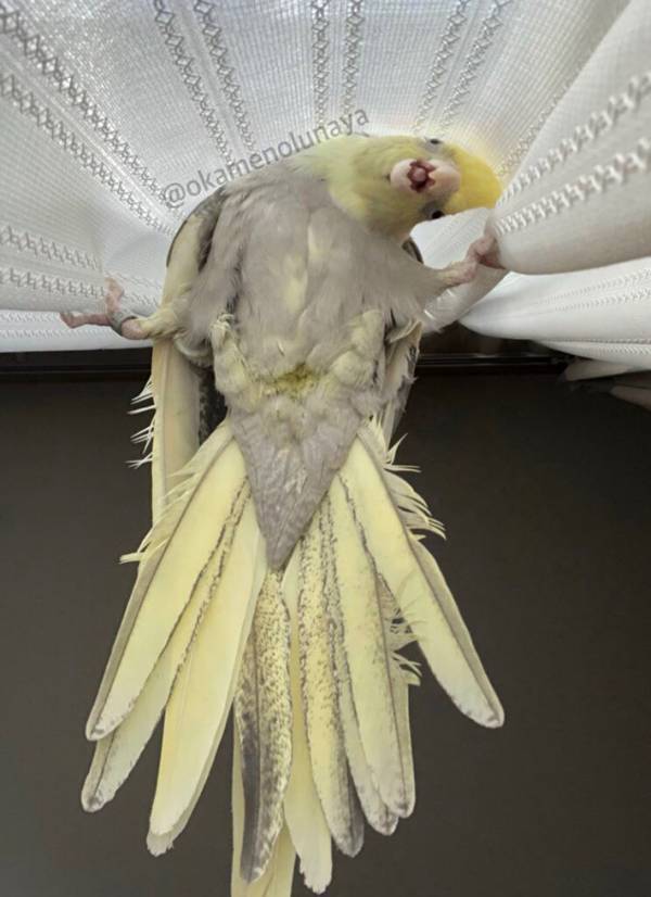 カーテンにしがみ付くペット　飼い主がとらえた光景に「ホラー映画かな？」「もはや新種の生き物でしょ」