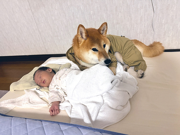 「赤ちゃんを見ていて」と柴犬に頼んだ飼い主　その後の光景に「目がバグった」「世界一素敵なきょうだいだ」