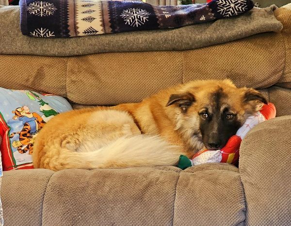 「選んでくれてありがとう！」　里親が決まったばかりの保護犬　新しい家族に近付くと…？