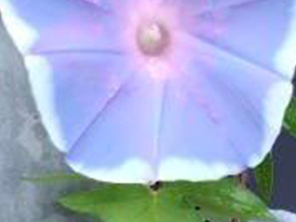 母が２５年間育てていた『アサガオ』　まさかの真相に、息子が「頭から転げ落ちた」理由が？