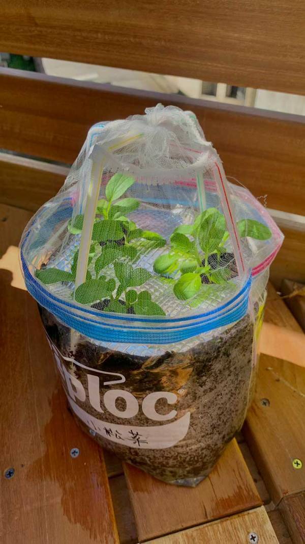 100均アイテムで家庭菜園の悩みが解決！ストローと水切りネットを使った『裏ワザ』に絶賛の声