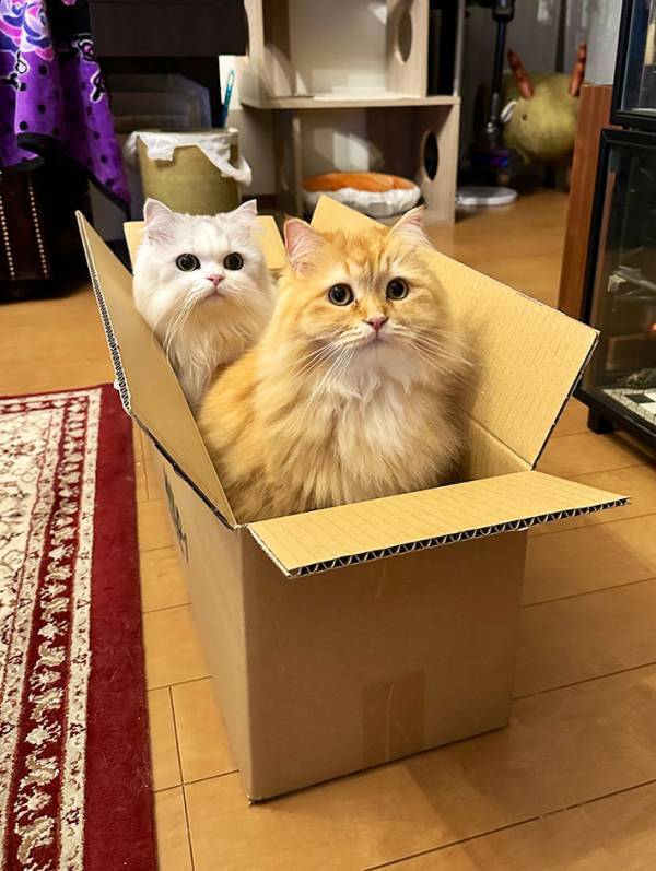 「迎えに行かせるね」　渋滞に巻き込まれた夫へ、妻が送った内容に「こんな車が来たら最高」「笑った」