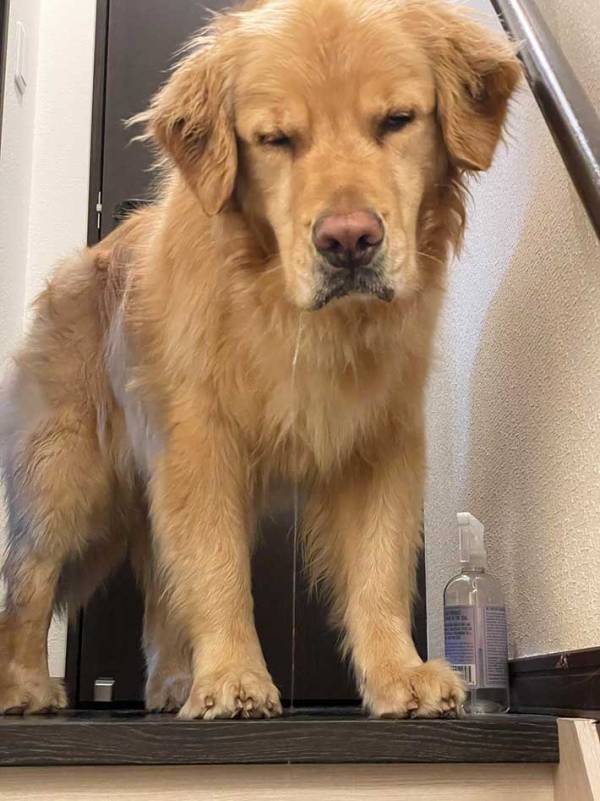 飼い主「ただいまー」　出迎えたゴールデンレトリバーが？「完全に寝起き」「声出して笑ったわ」
