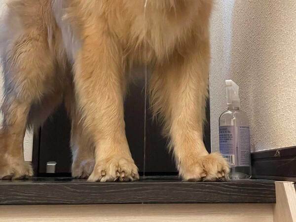 飼い主「ただいまー」　出迎えたゴールデンレトリバーが？「完全に寝起き」「声出して笑ったわ」