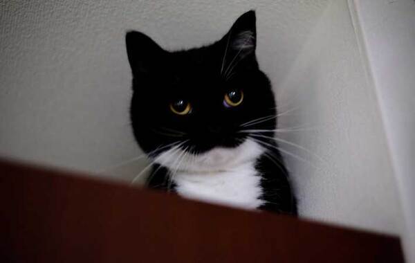 獣医「顔が丸くて大きいね！」　そう言われた猫の姿が？「ごめん笑ったわ」「違いねえ…」