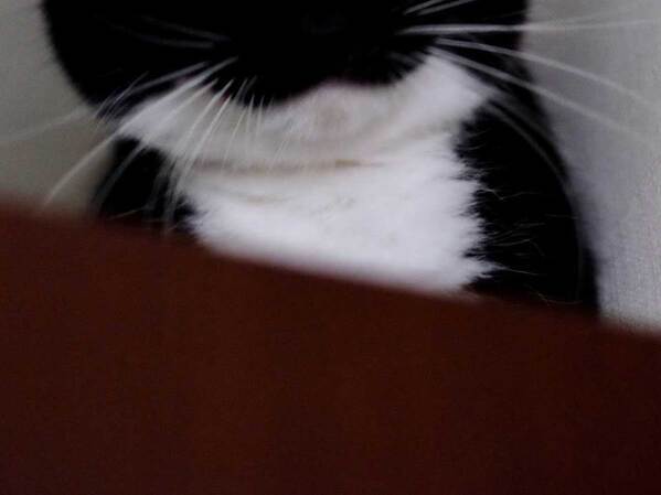 獣医「顔が丸くて大きいね！」　そう言われた猫の姿が？「ごめん笑ったわ」「違いねえ…」