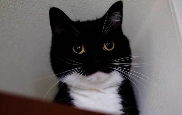 獣医「顔が丸くて大きいね！」　そう言われた猫の姿が？「ごめん笑ったわ」「違いねえ…」