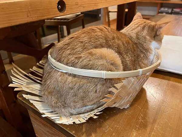 野菜を入れるはずだったカゴ　目にした光景に「ご立派ですね」「活きがよすぎるだろ！」