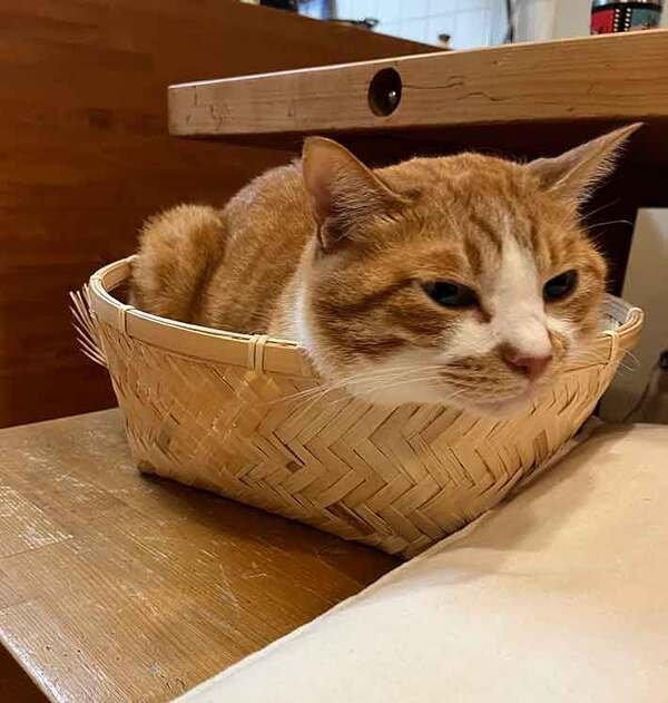 野菜を入れるはずだったカゴ　目にした光景に「ご立派ですね」「活きがよすぎるだろ！」