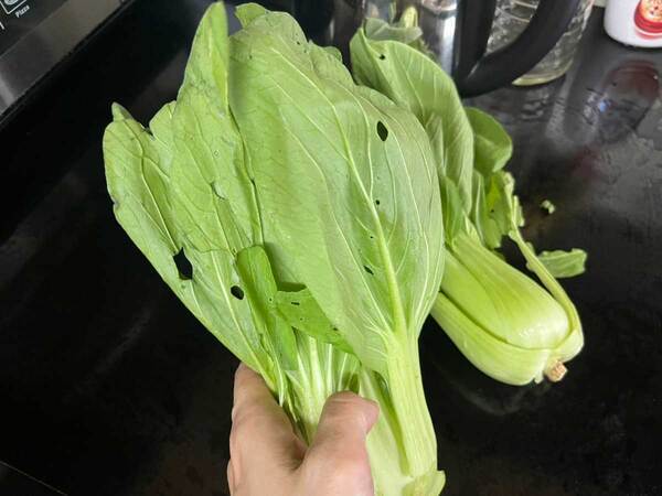 市場で買った『虫食いありのチンゲン菜』　ネットで話題の洗い方を試してみた