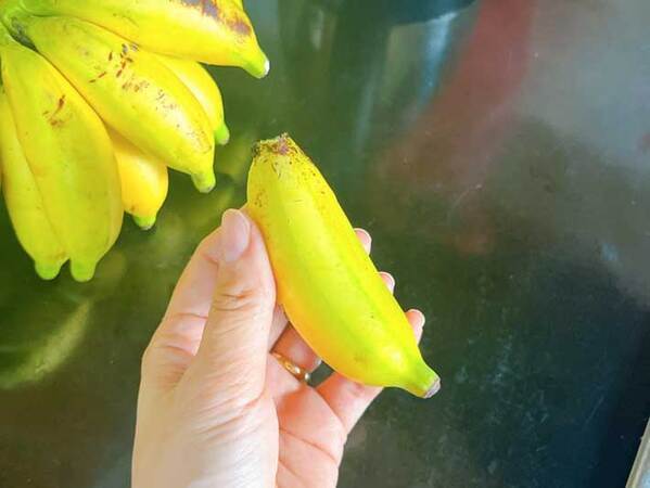 マレーシアの『バナナ』が手のひらサイズで可愛い　地元の人の食べ方は？