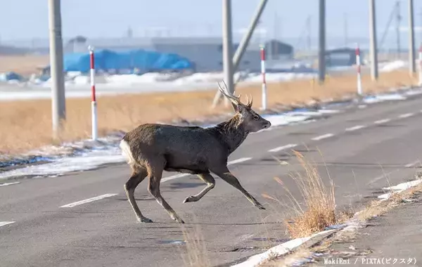 ほかの地域では見られない？　北海道にあるレアな『動物注意』の標識、もっとも数が多いのは…