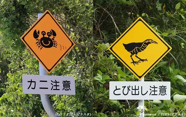沖縄の道路にある『動物注意』の標識、描かれているのは…？