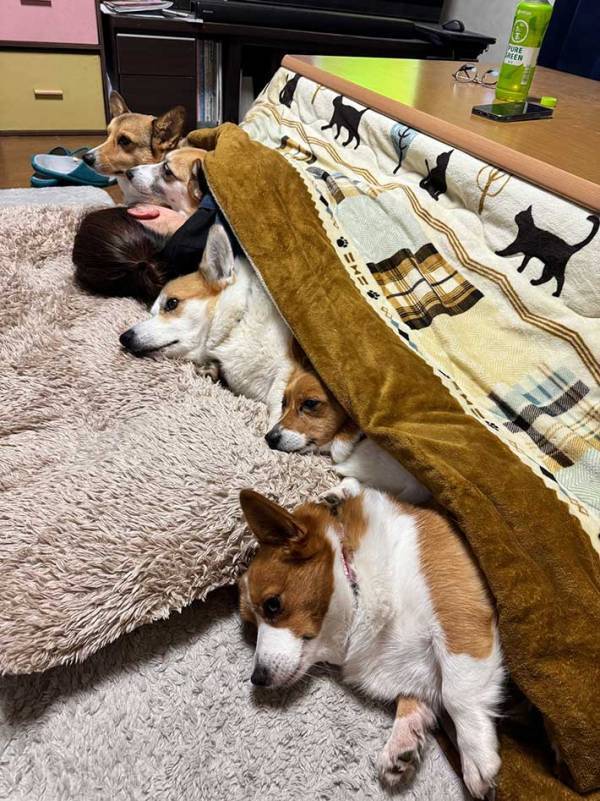 コタツに入る５匹に「笑った」「密度がすごい」　飼い主にくっつきたくて？