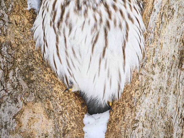 木の洞にいたエゾフクロウ　その表情に「なんてかわいい」「福が訪れそう」