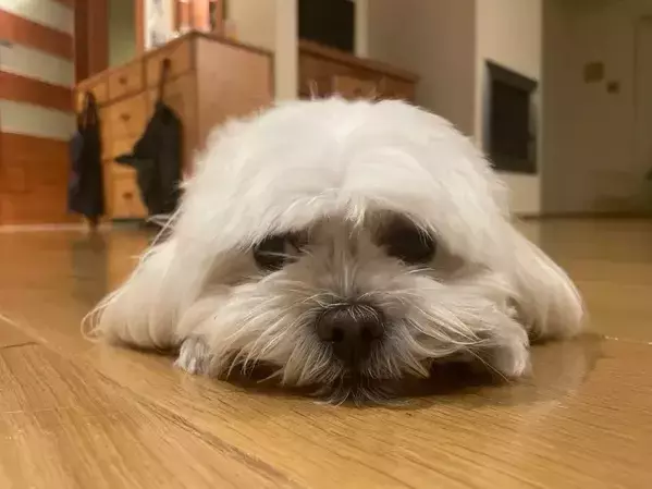 「うちの犬、白アザラシにそっくりなんだよね」　誰もが納得した『2枚』がコチラ「私の犬も同じポーズをする」