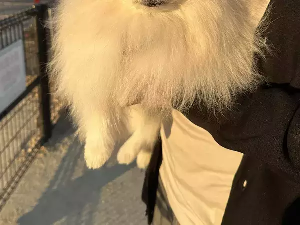 陰キャな犬がドッグランに行くと？　帰宅時の表情に「笑った」「疲労感がすごい」