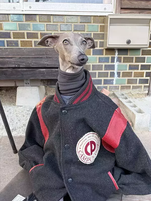 寒がりの愛犬に飼い主の服を着せたら…　まさかの姿に「イケメン」「かっこよすぎ」