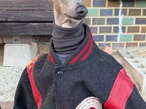 寒がりの愛犬に飼い主の服を着せたら…　まさかの姿に「イケメン」「かっこよすぎ」