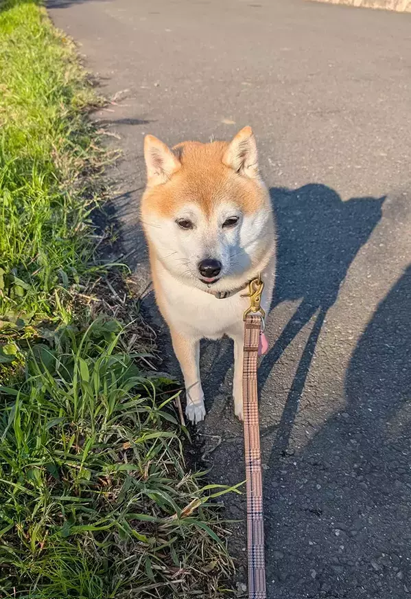 散歩が大嫌いな柴犬、開始10分で『この顔』　写真に「吹き出した」「出し切った感がある」