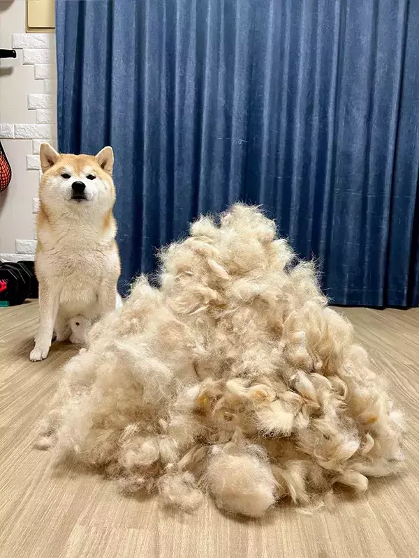 「今年は不作でした」　柴犬の『換毛期の収穫量』が話題　圧巻の1年分とは？