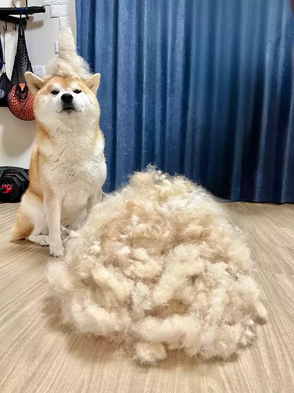 「今年は不作でした」　柴犬の『換毛期の収穫量』が話題　圧巻の1年分とは？