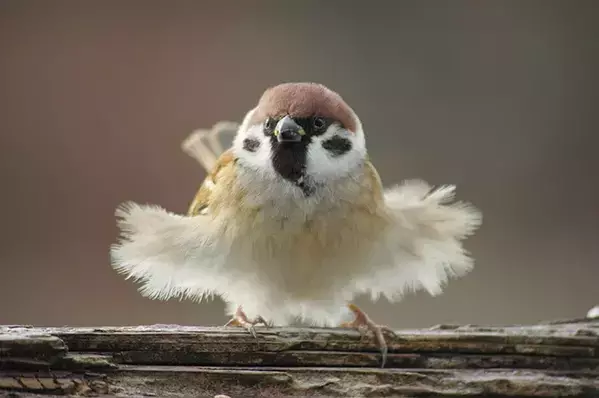『防寒対策』をとるスズメ　写真家が『生き抜く知恵』を感じる1枚が…
