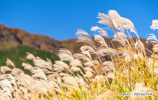 『ガーベラ』、漢字で書くと…？　分かったらすごい『難読漢字3選』