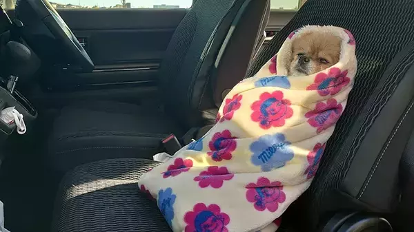 ゴミ出しを見守る犬の姿が？　写真に「笑った」「かわいすぎる」