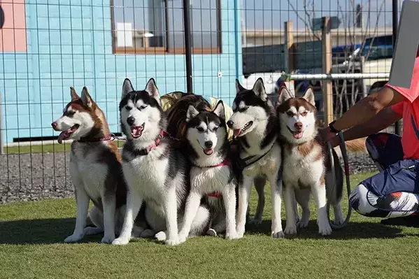 「これがこう」　子犬たちの1年後の姿に「大人になってて尊い」「めっちゃ良い写真！」