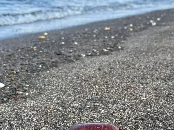 海岸で見つけた『食べられないカニ』　見た目と裏腹な正体に「知らなかった…」