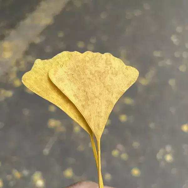 学内でイチョウを拾った東大生　ひらめいた『芸術品』が…？「天才かよ」