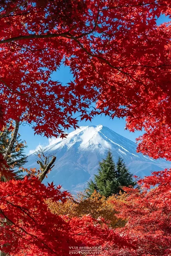 紅葉と富士山のコラボに、うっとり！　赤と青のコントラストが素晴らしい『秋の1枚』に「美しすぎる」