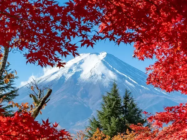 紅葉と富士山のコラボに、うっとり！　赤と青のコントラストが素晴らしい『秋の1枚』に「美しすぎる」