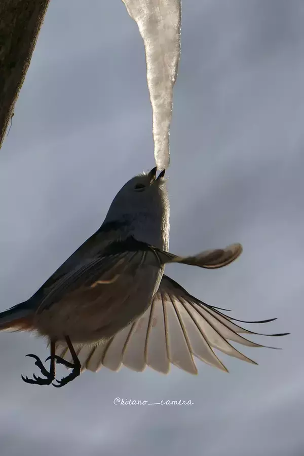 極寒の中３時間待って撮った『奇跡の１枚』とは　「かわいいよりも感動が勝つ」