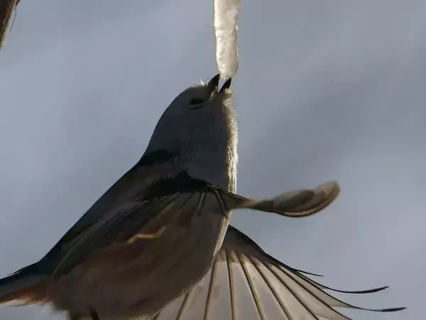 極寒の中３時間待って撮った『奇跡の１枚』とは　「かわいいよりも感動が勝つ」