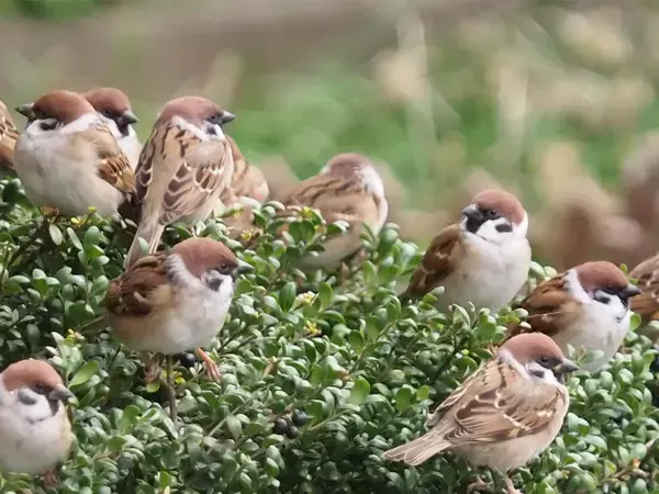 秋冬のふくらスズメが庭木にいっぱい！　愛鳥家が撮影した1枚がまるで『スズメのなる木』
