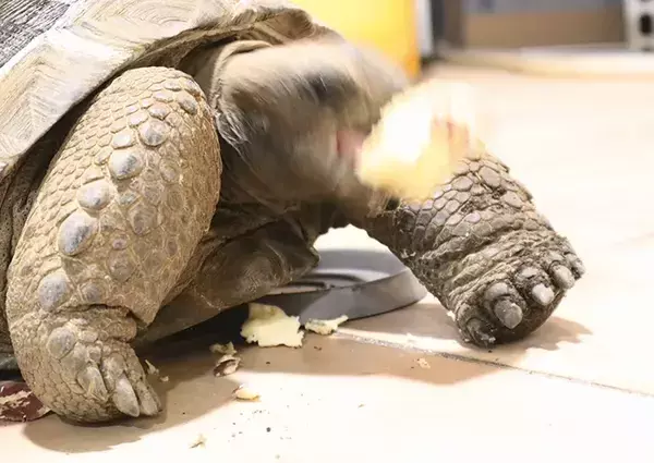 カメにサツマイモを与えると？　反応に「めっちゃ笑った」「気持ちは分かる」