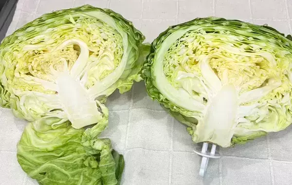 ダイソーのアイテムを刺して…？　キャベツを7日間、観察した結果が…