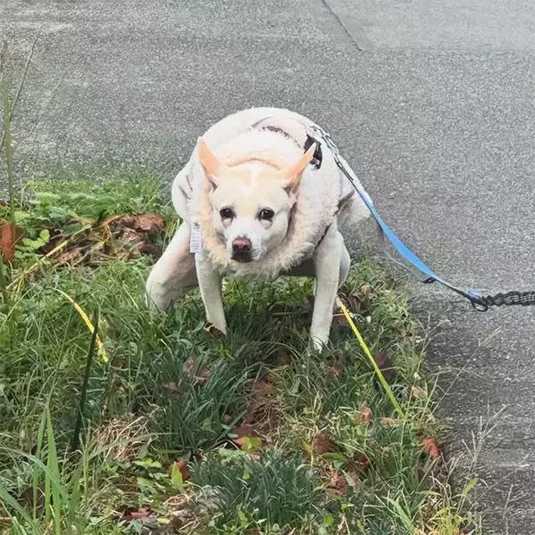 散歩中の犬が見せたまさかのポーズに「強そう！」「笑いをこらえるのに必死！」